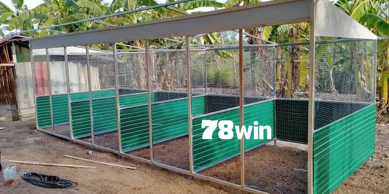 Chuồng gà phải sạch sẽ, thoáng mát và kết cấu chắc chắn